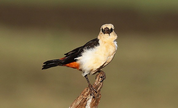 White-headed buffalo weaver - Tarangire