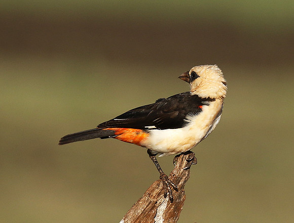 White-headed buffalo weaver - Tarangire
