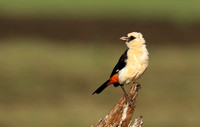White-headed buffalo weaver - Tarangire