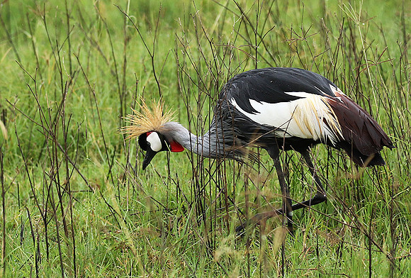Grey crowned crane