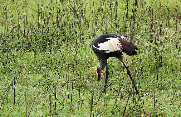 Grey crowned crane