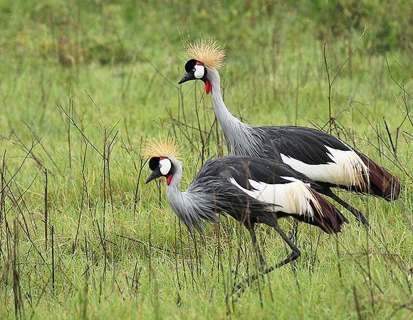 Grey crowned crane