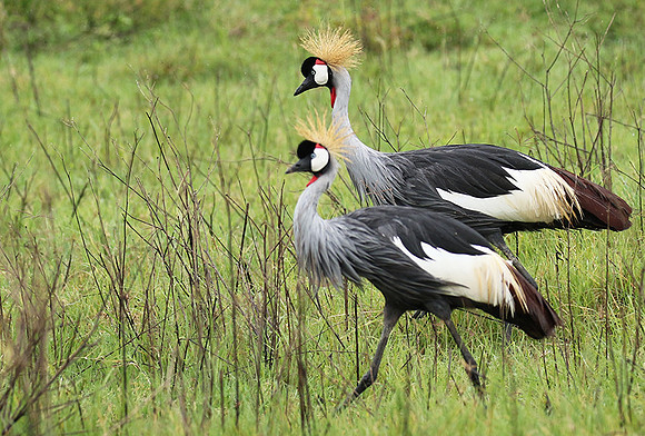Grey crowned crane