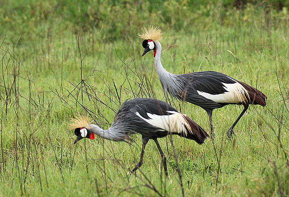 Grey crowned crane