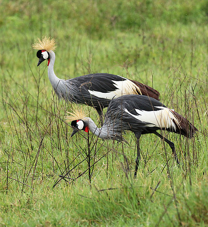 Grey crowned crane
