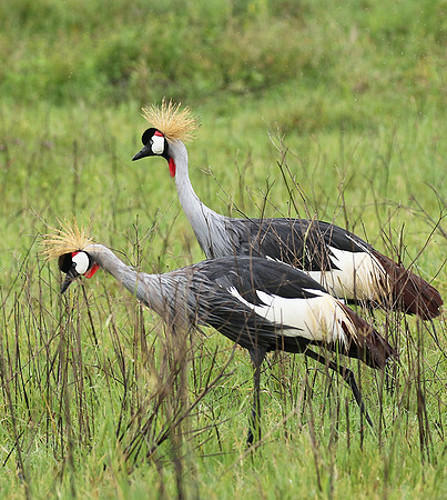 Grey crowned crane