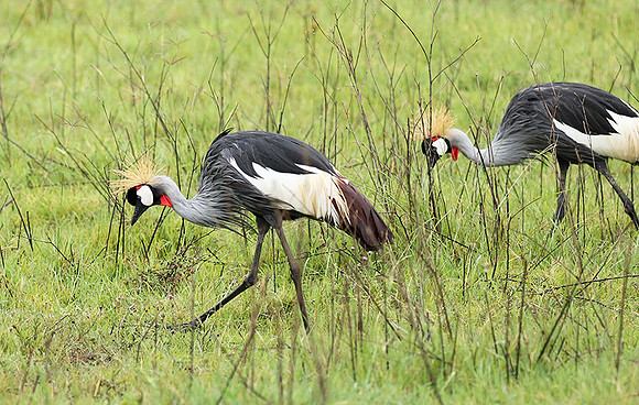 Grey crowned crane