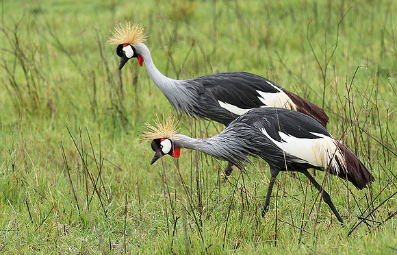 Grey crowned crane