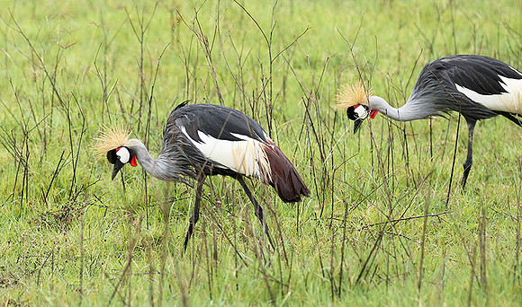 Grey crowned crane
