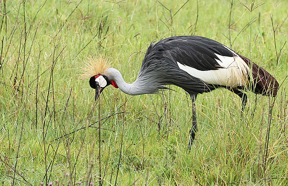 Grey crowned crane