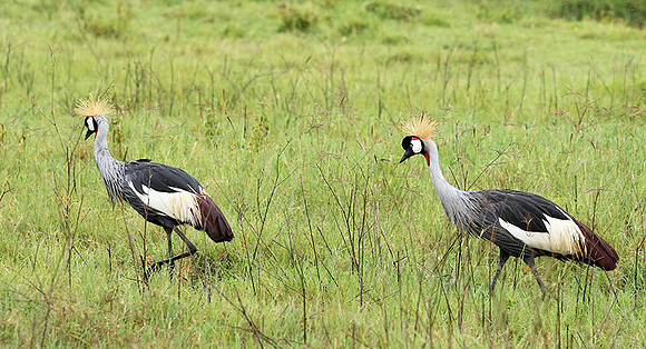 Grey crowned crane