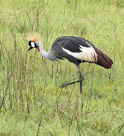 Grey crowned crane