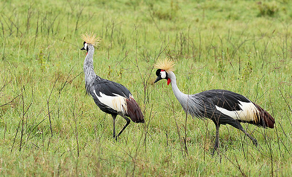Grey crowned crane