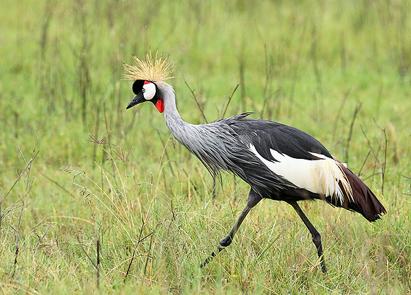 Grey crowned crane