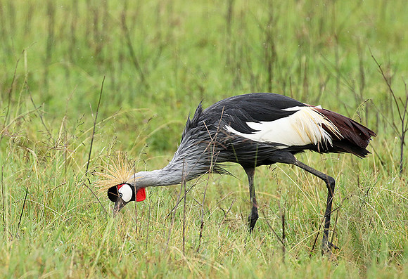 Grey crowned crane