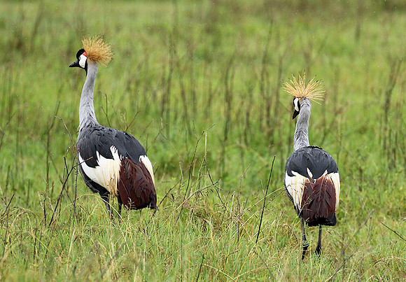 Grey crowned crane