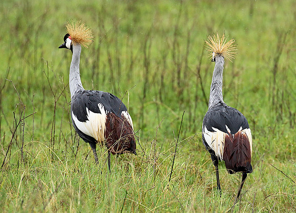 Grey crowned crane