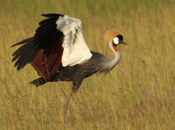 Grey crowned crane