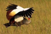 Cranes