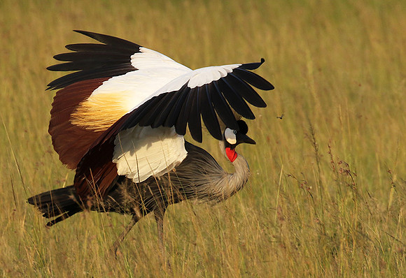 Grey crowned crane