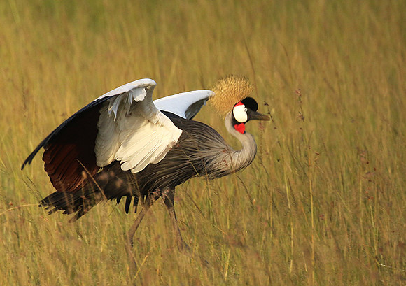 Grey crowned crane