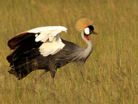 Grey crowned crane