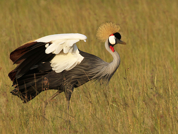 Grey crowned crane