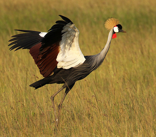 Grey crowned crane