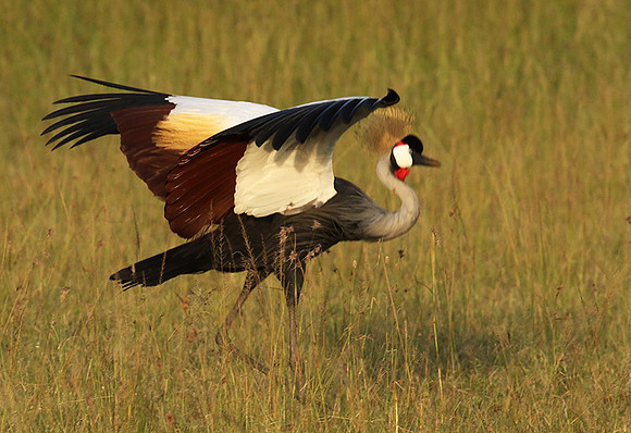Grey crowned crane