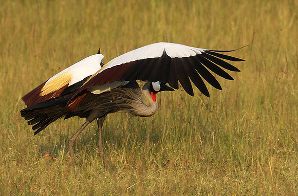 Grey crowned crane