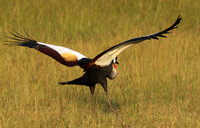 Grey crowned crane