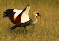 Grey crowned crane