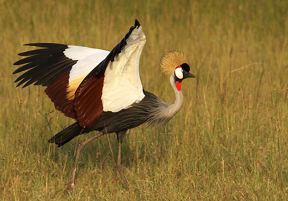 Grey crowned crane