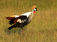 Grey crowned crane