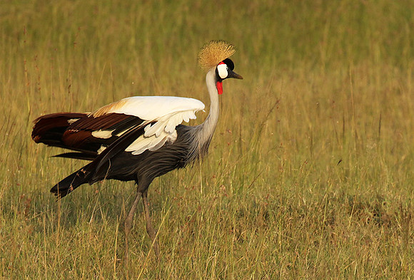 Grey crowned crane