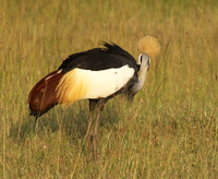 Grey crowned crane