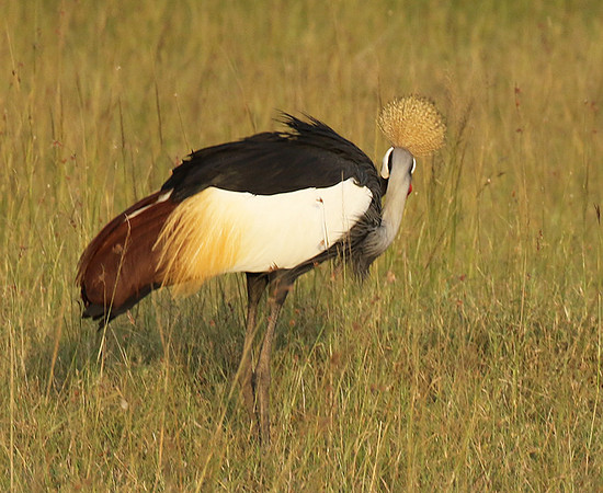 Grey crowned crane