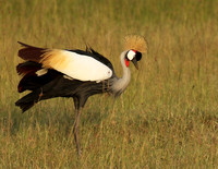 Grey crowned crane