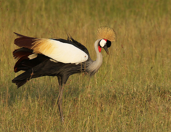 Grey crowned crane