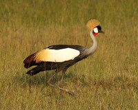 Grey crowned crane