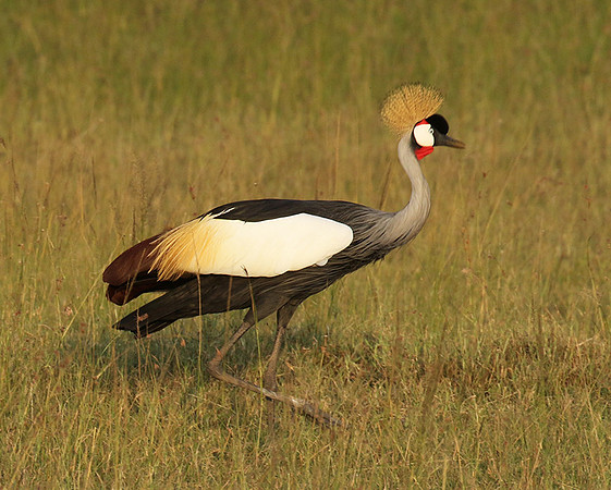 Grey crowned crane