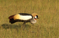 Grey crowned crane