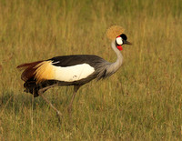 Grey crowned crane