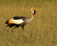 Grey crowned crane