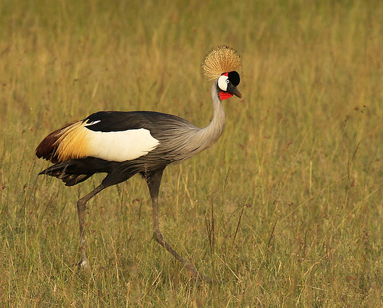 Grey crowned crane