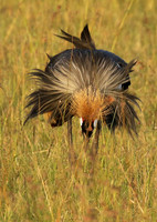 Grey crowned crane