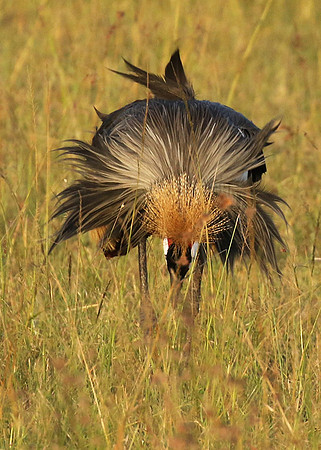 Grey crowned crane