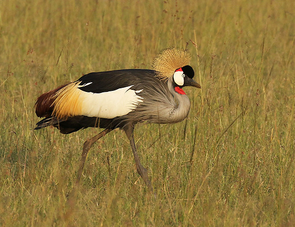 Grey crowned crane