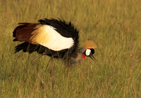 Grey crowned crane