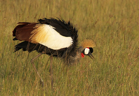 Grey crowned crane